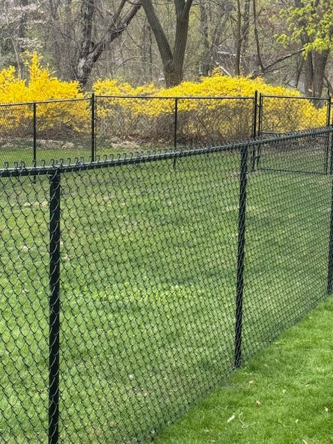 Black chain-link fence bordering a green lawn with yellow flowering bushes in the background