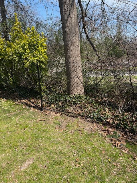 Wooded backyard with chain-link fence, tall trees, yellow shrub, and grassy slope.