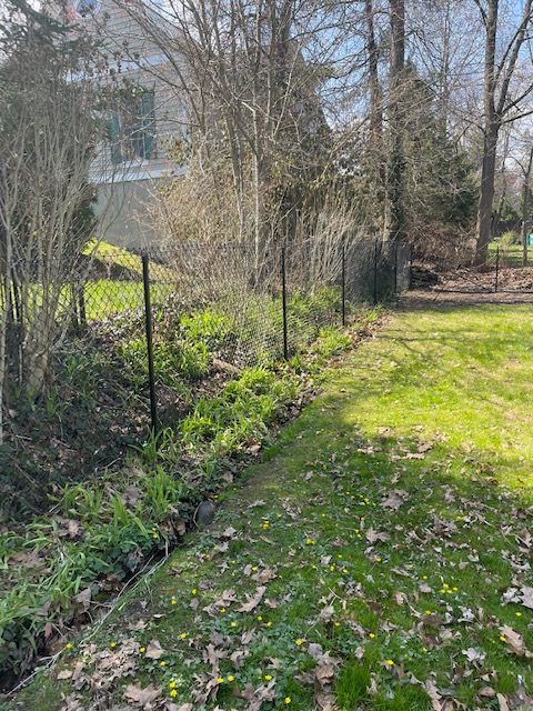 Sunny backyard with a chain-link fence, bare trees, and a grassy path in spring