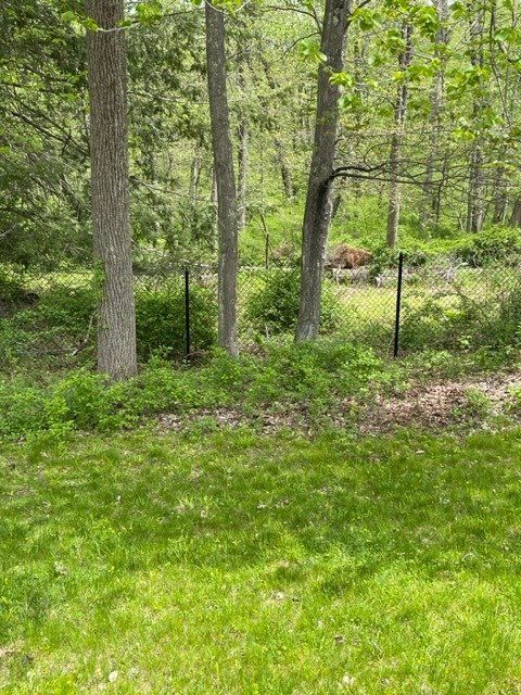 Wooded area with tall trees and green grass in sunlight