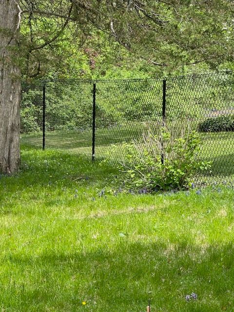 Grassy yard with a chain-link fence, leafy trees, and a small bush in spring sunlight