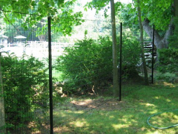 Green backyard with dense trees, wire fencing, and a garden hose on the grass