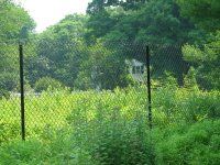 Chain-link fence overgrown with tall green weeds, with dense trees in the background