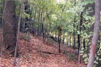 Wooded hillside with trees and leaf-covered ground in soft daylight