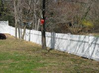 White fence along grassy yard beside leafless trees, with a red bird feeder hanging from a trunk.