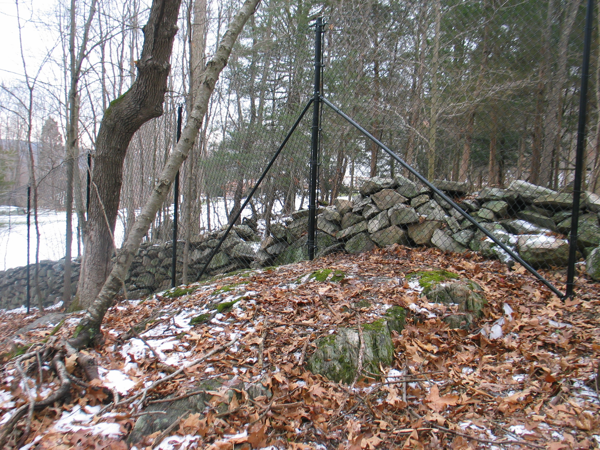Wooded hillside with leaf-covered ground, rocks, and a metal fence or antenna structure.