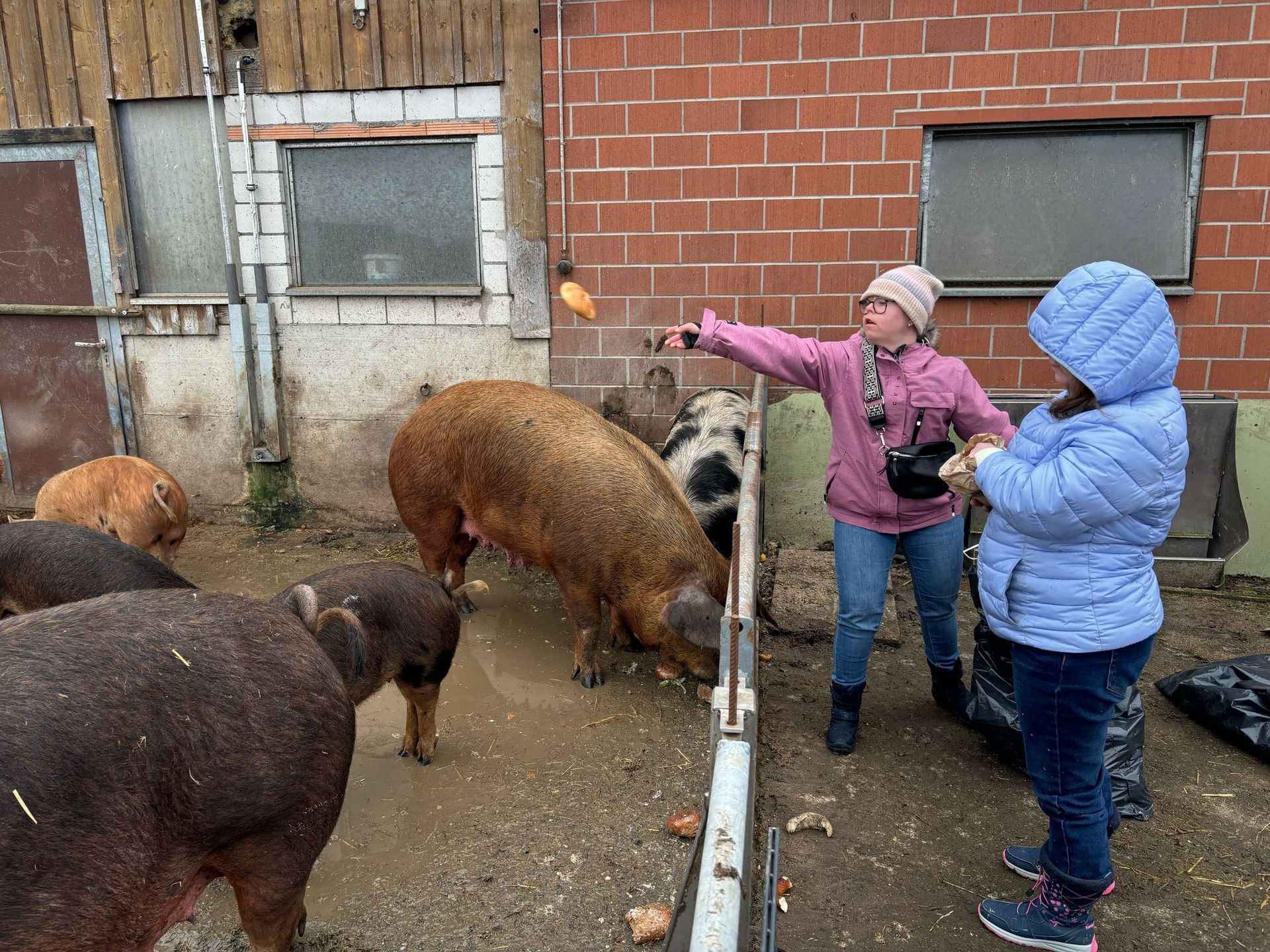 Zwei Personen füttern Schweine in einem Gehege in der Nähe eines Backsteingebäudes mit Karotten.
