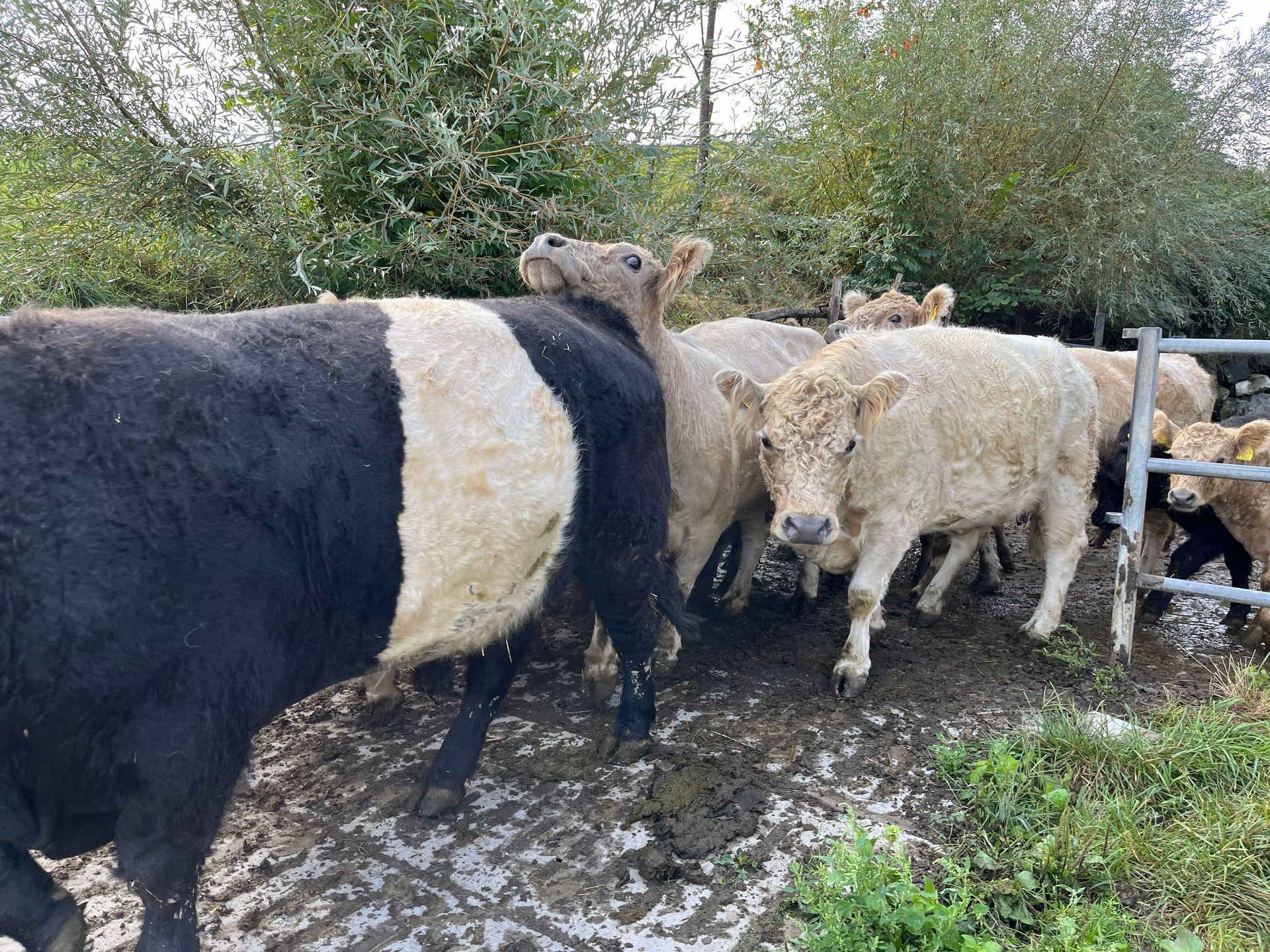 Eine Rinderherde, darunter ein schwarz-weißes Belted Galloway-Rind, versammelte sich in einem schlammigen Bereich in der Nähe eines Zauns.