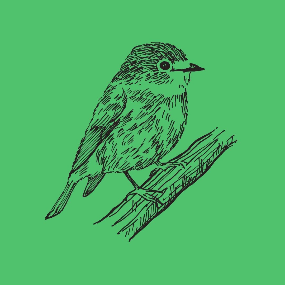 Strichzeichnung eines kleinen Vogels, der auf einem Ast sitzt, vor grünem Hintergrund.