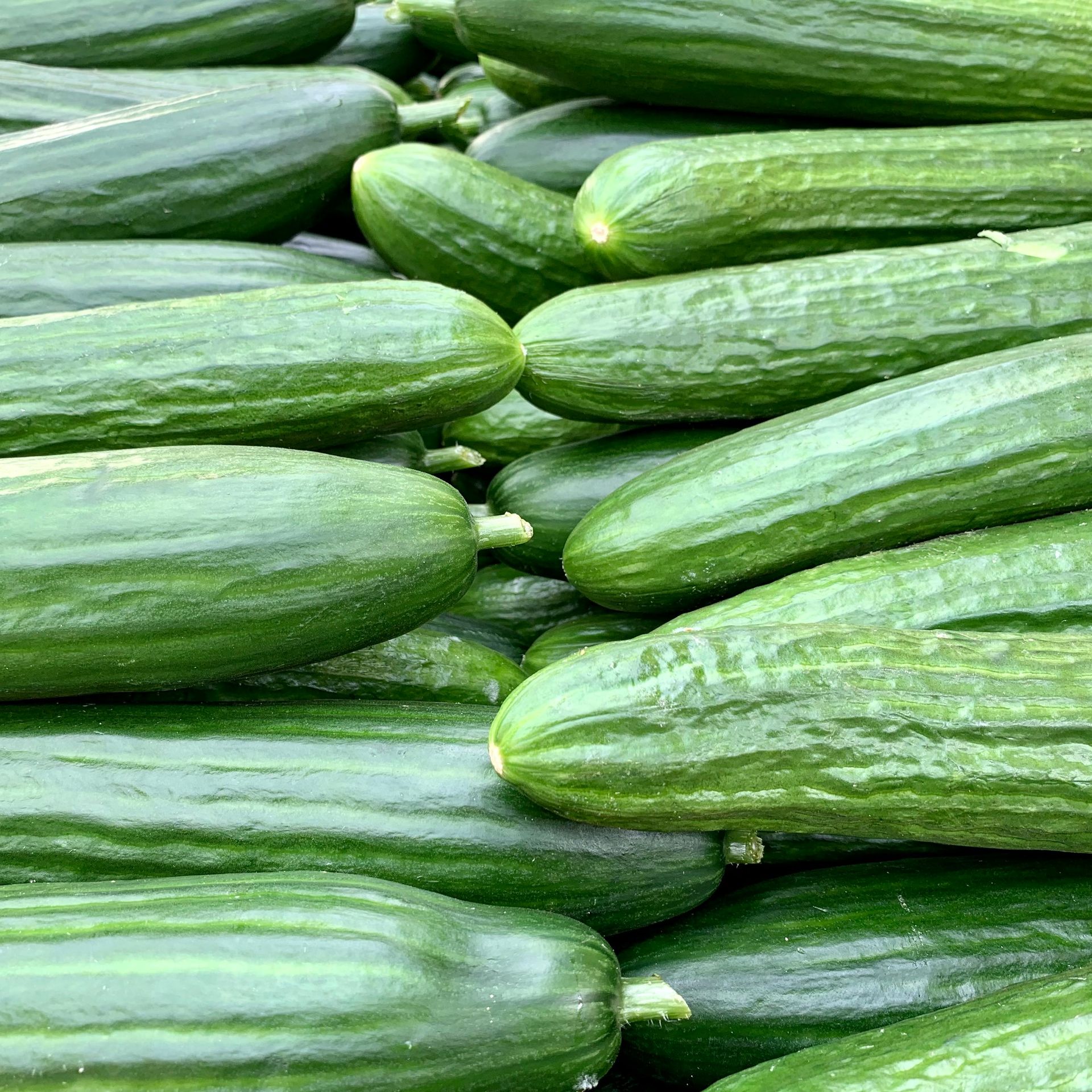 Pile of fresh, green cucumbers.