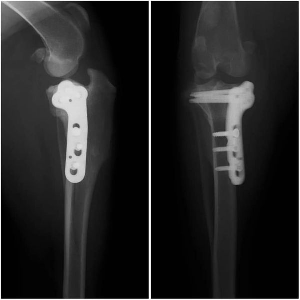 Rutura de ligamento cruzado cranial