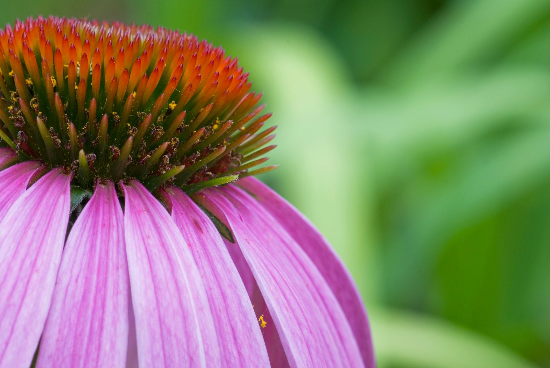 Rimedi naturali influenza (echinacea e propoli)