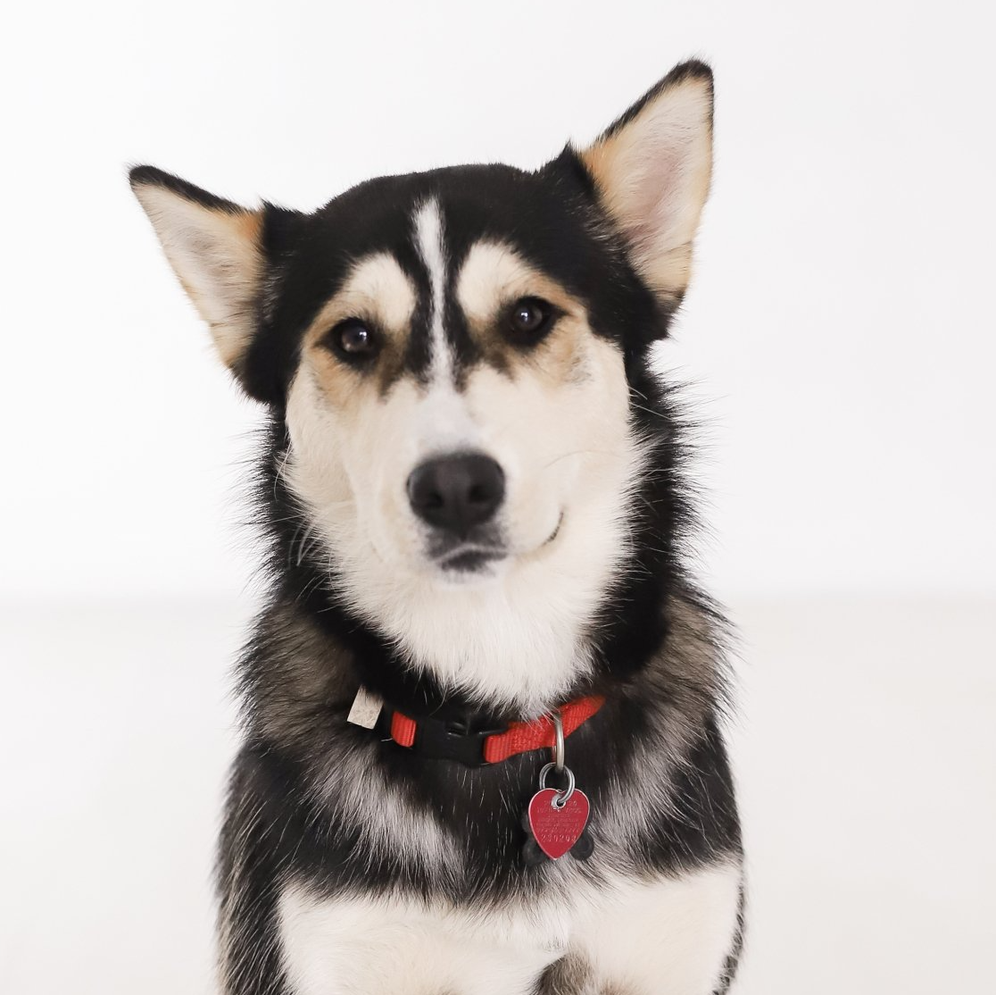 a husky dog wearing a red collar and a heart shaped tag who provides animal assisted therapy
