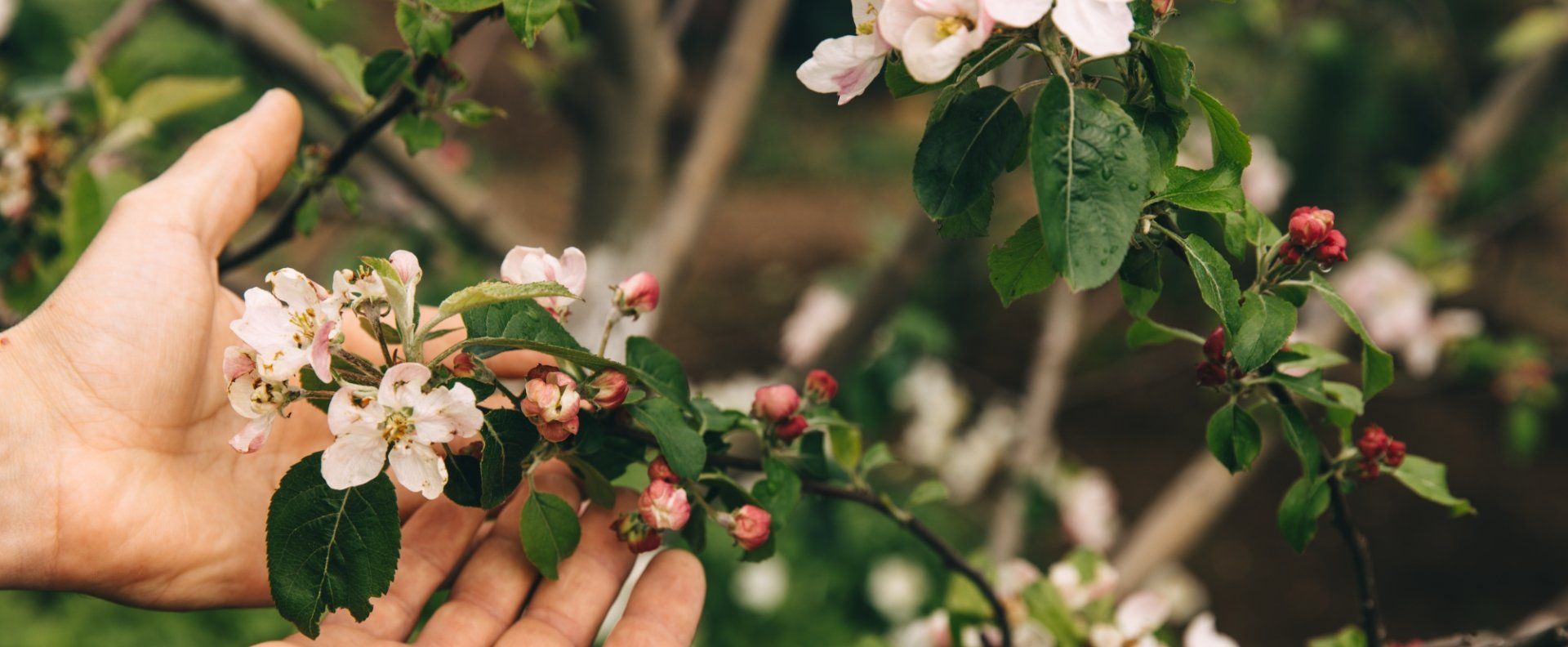 Une personne touche une fleur sur une branche d'arbre.