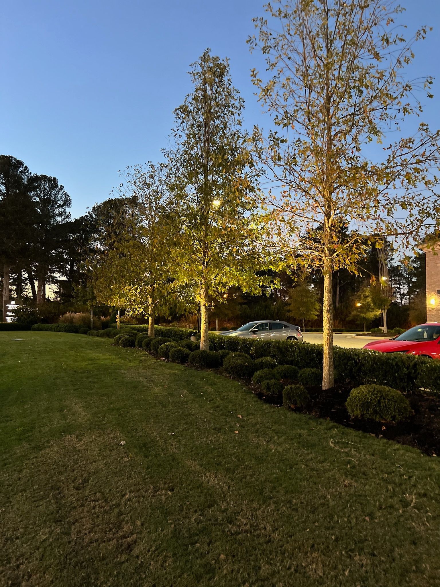 Sunlit trees along a grassy roadside with parked cars at dusk
