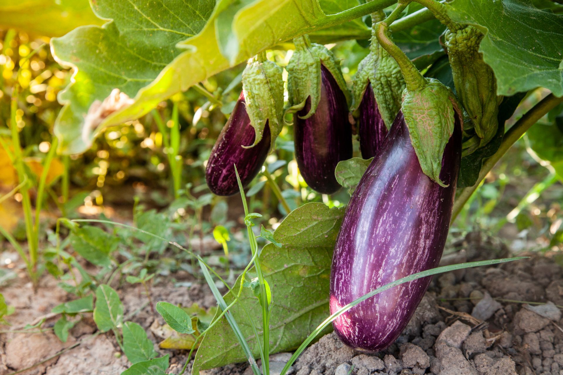 Melanzane