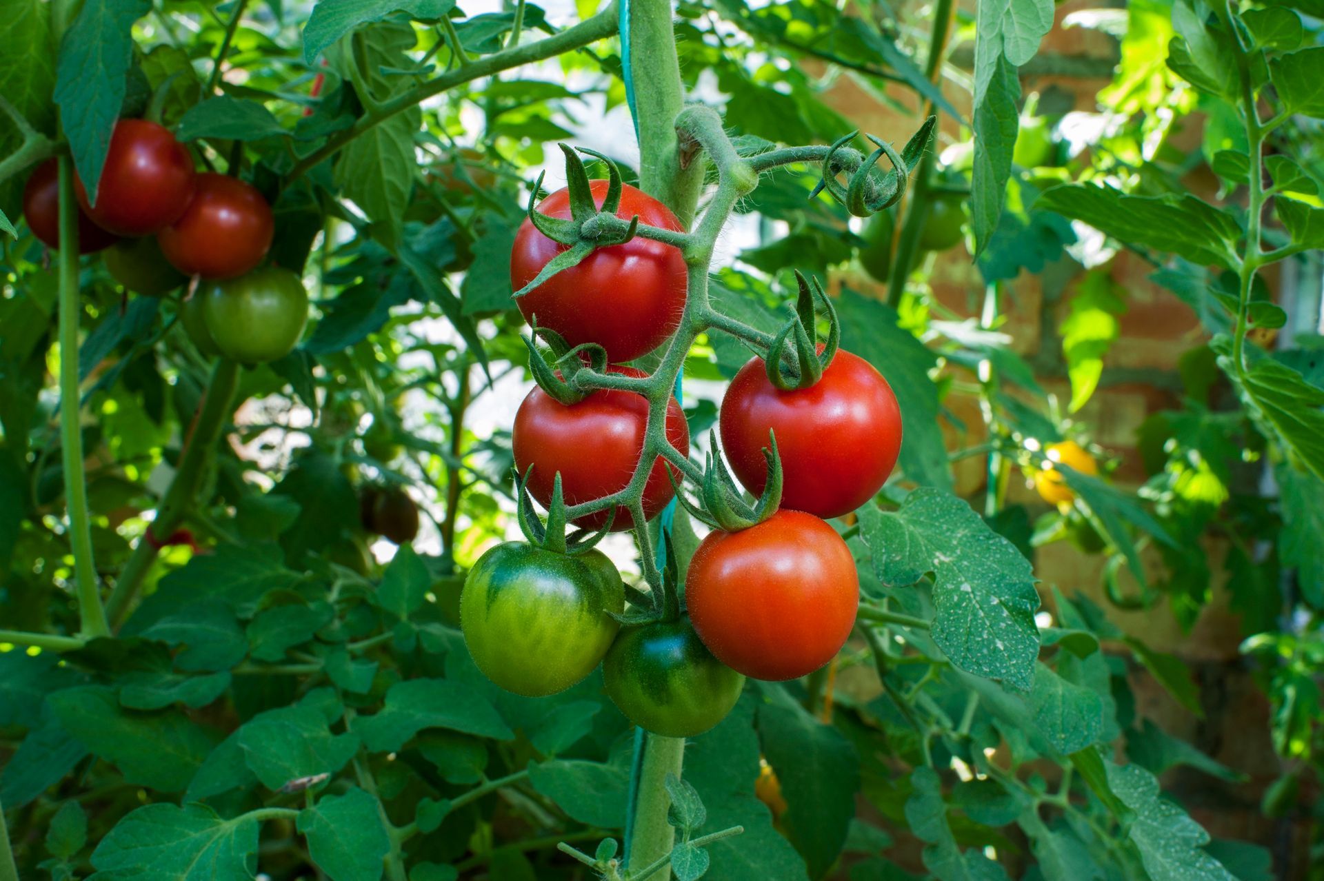 Pomodori