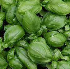 Basilico genovese