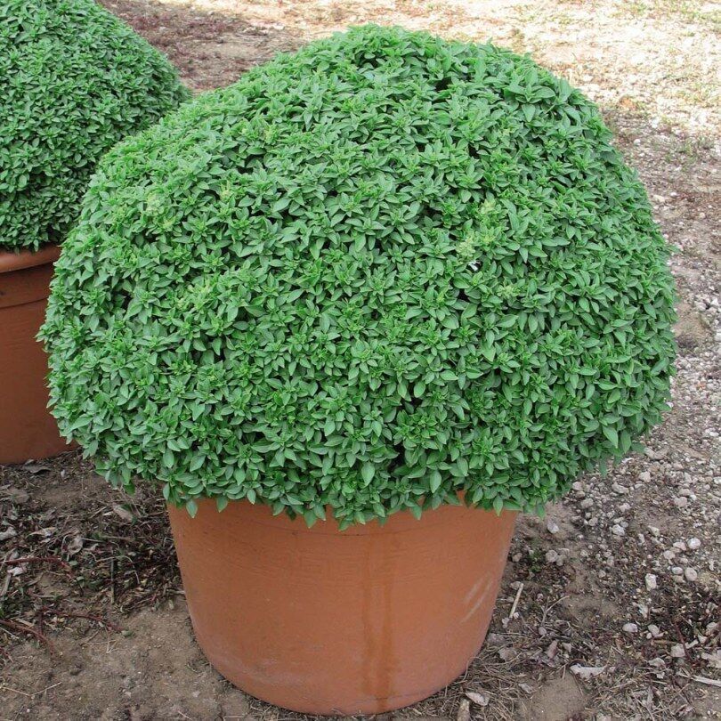 Basilico greco