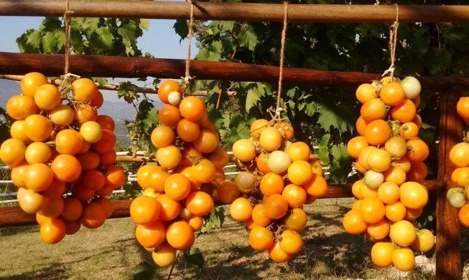 Pomodoro invernale giallo/arancio