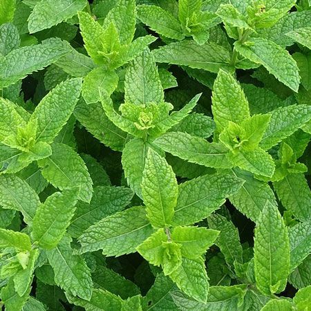 Menta
