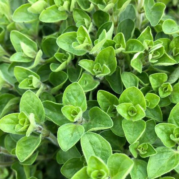 Origano