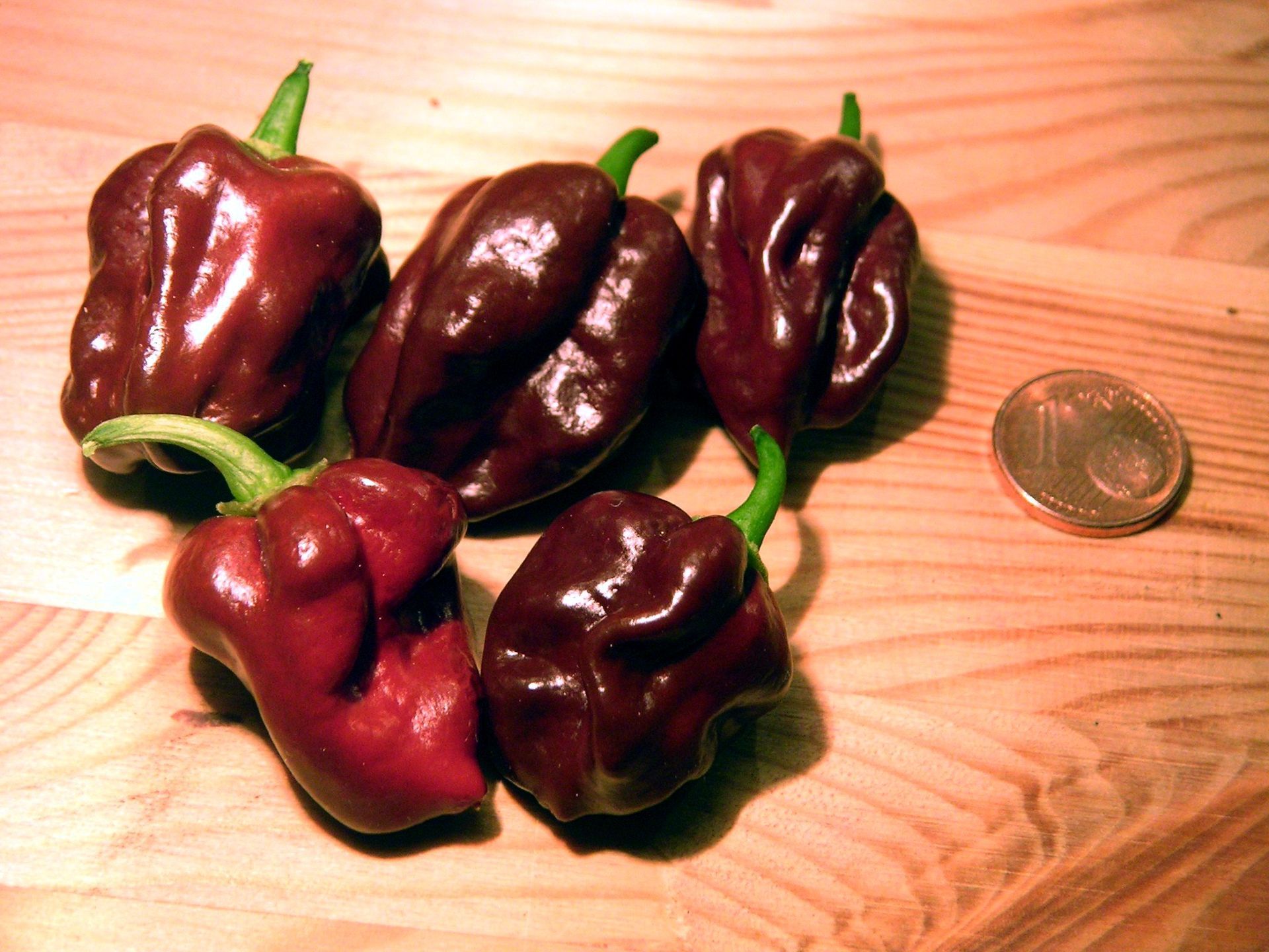 Picc habanero chicolate