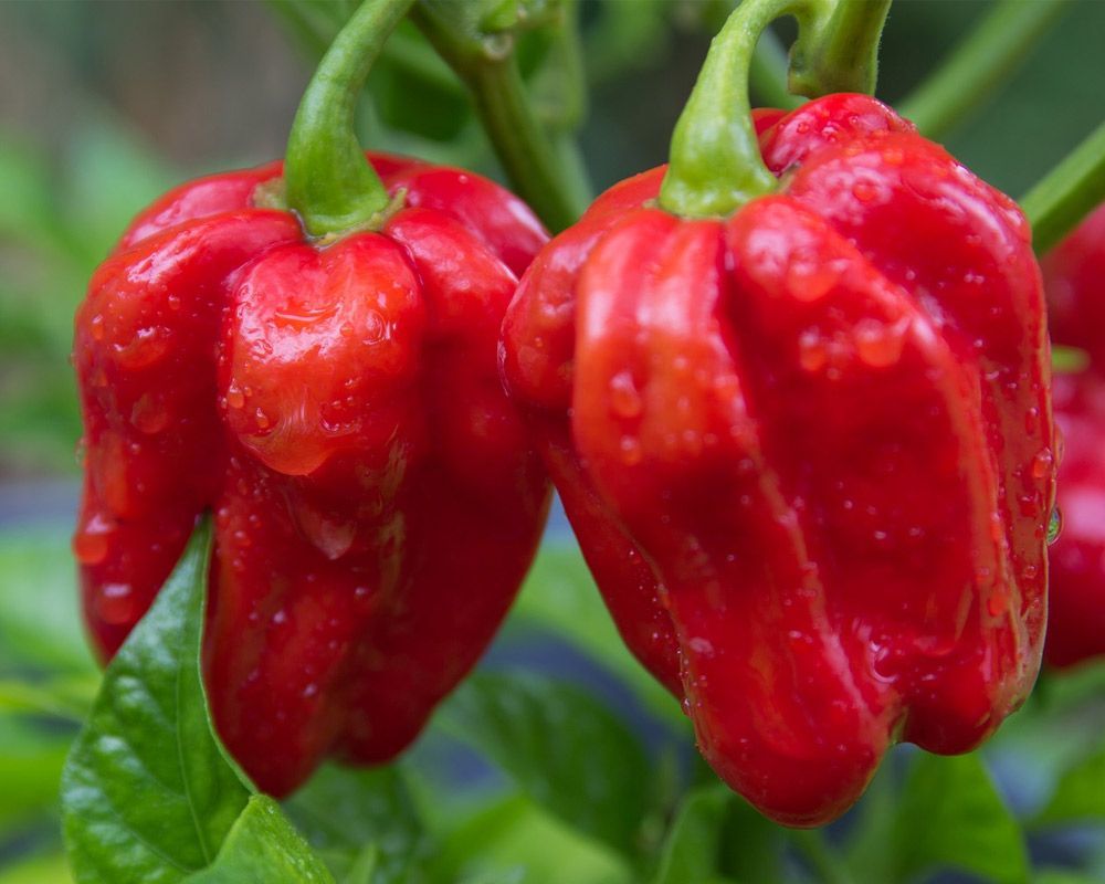 Picc habanero rosso