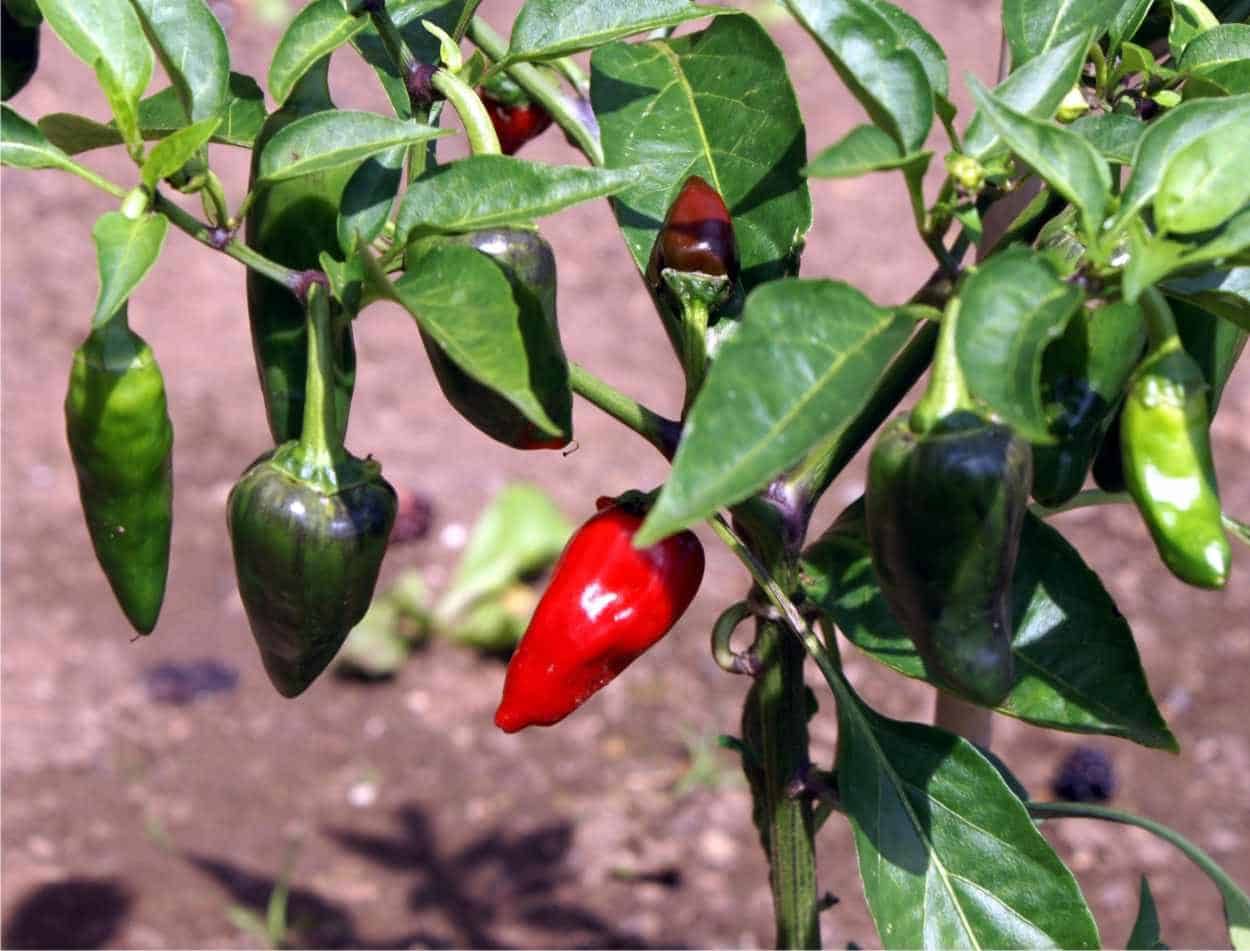 Picc jalapenho