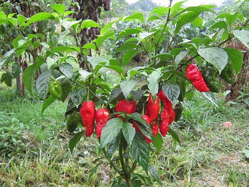 Picc naga morich