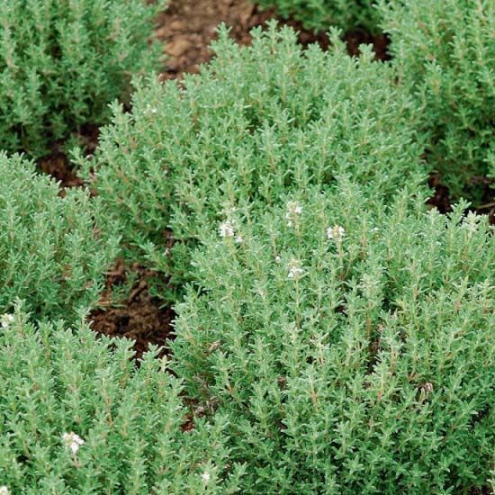 Salvia