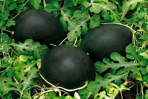 Anguria nera