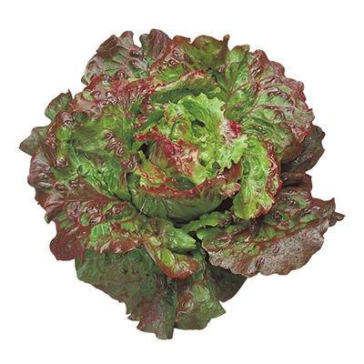 Insalata canasta