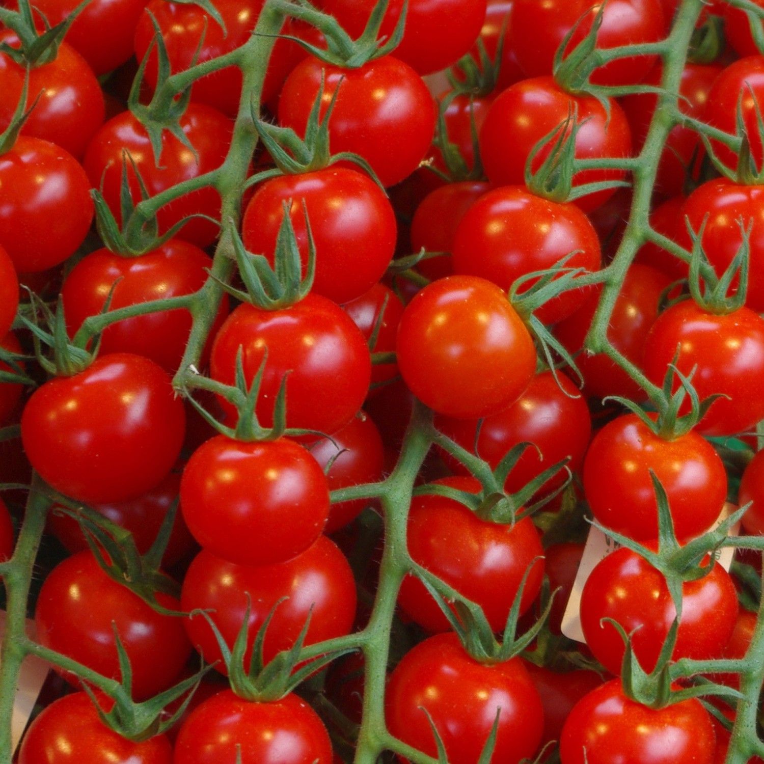 Pomodori ciliegino