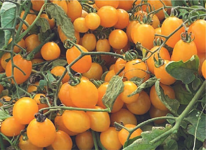 Datterino giallo