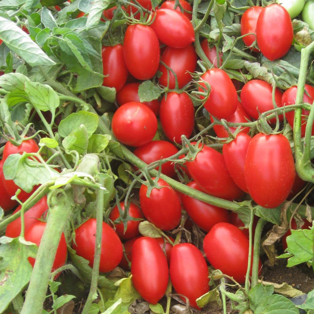 Datterino rosso