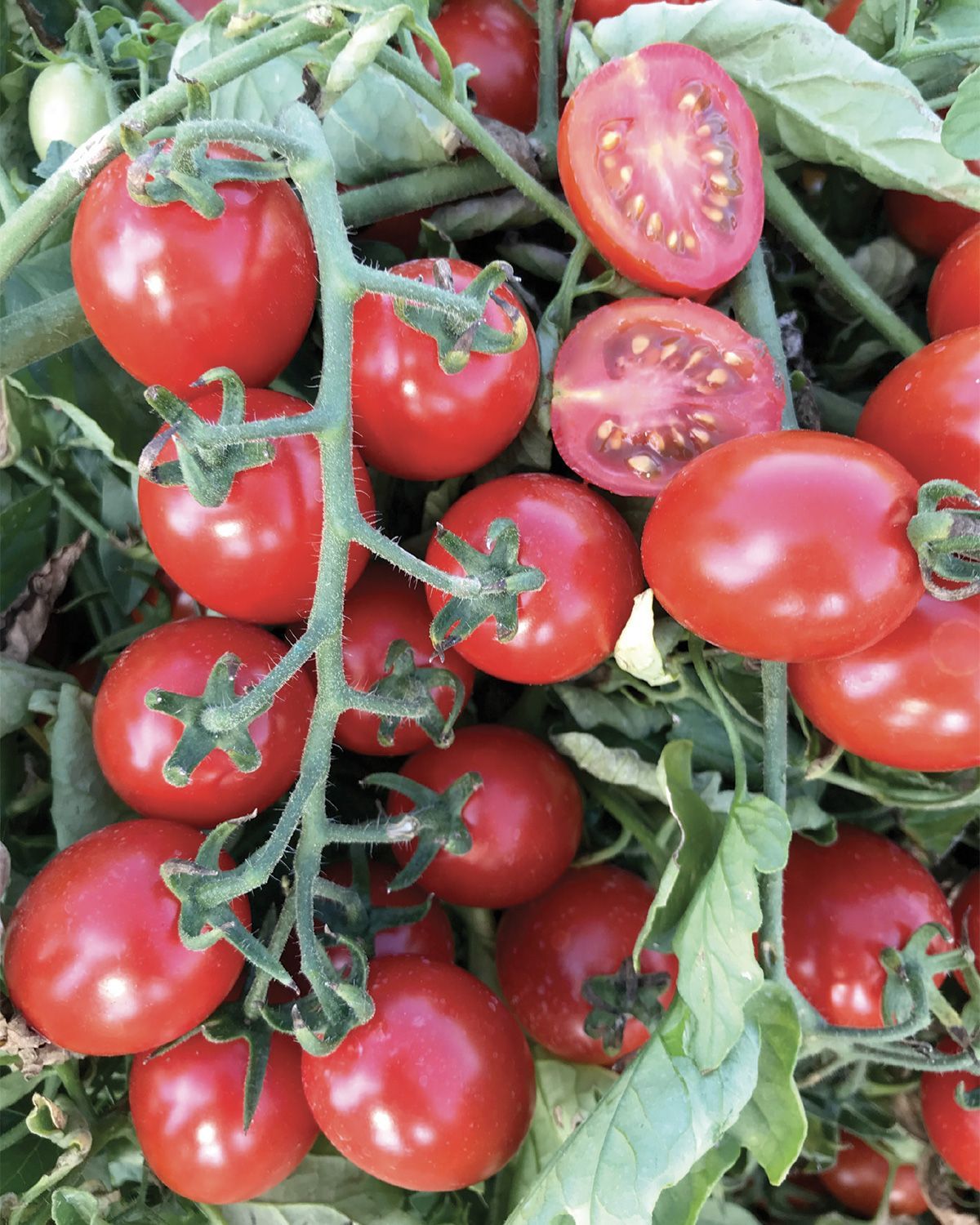Pomodori fiaschetto