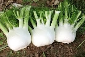 produzione e vendita finocchi