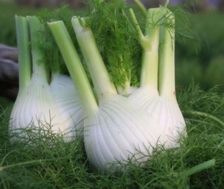 Finocchio