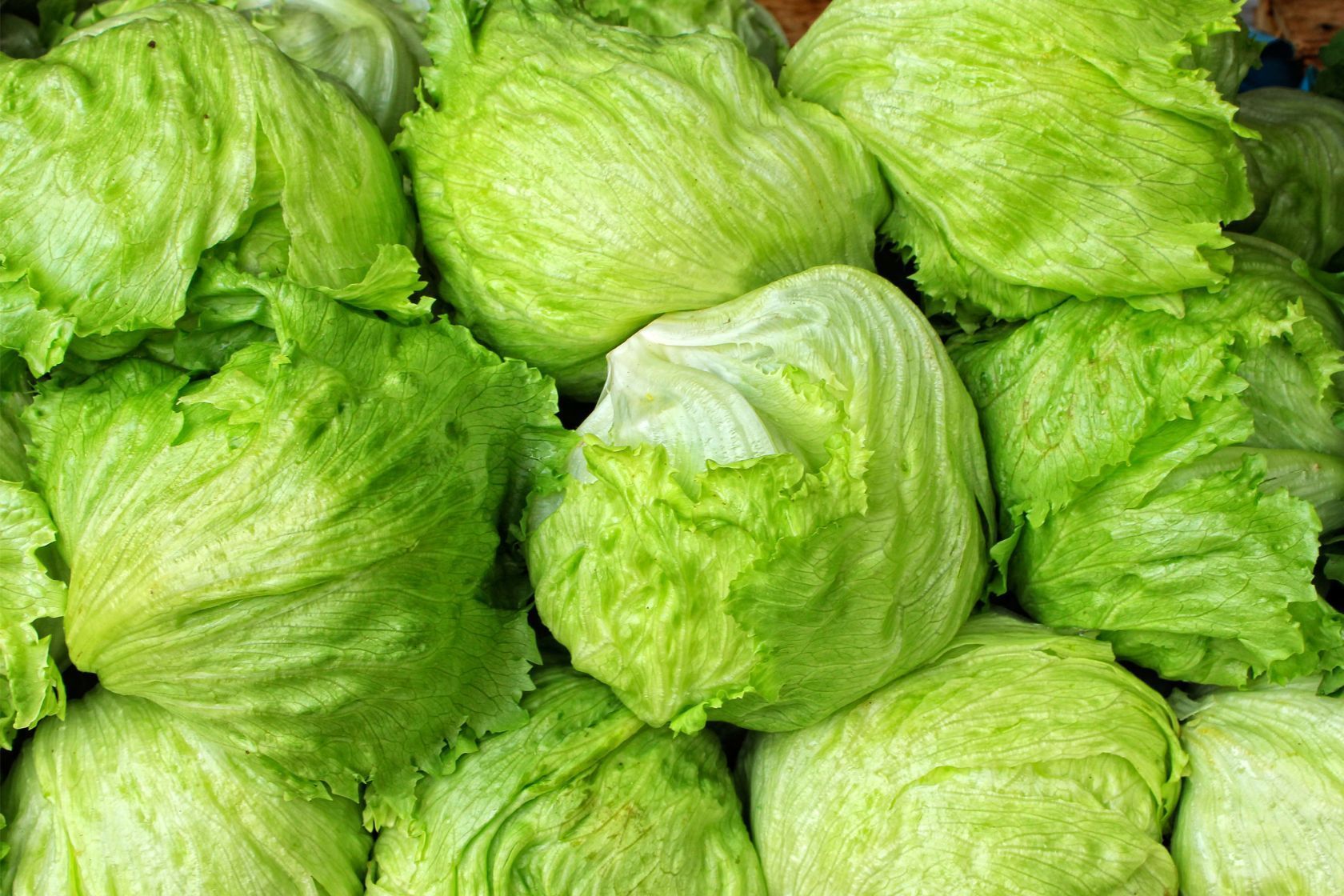 Insalata iceberg
