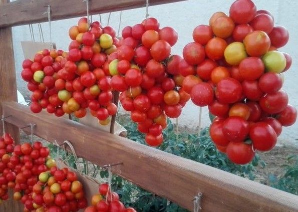 Pomodori invernali rosso