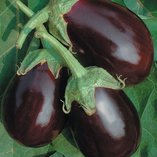 Melanzana