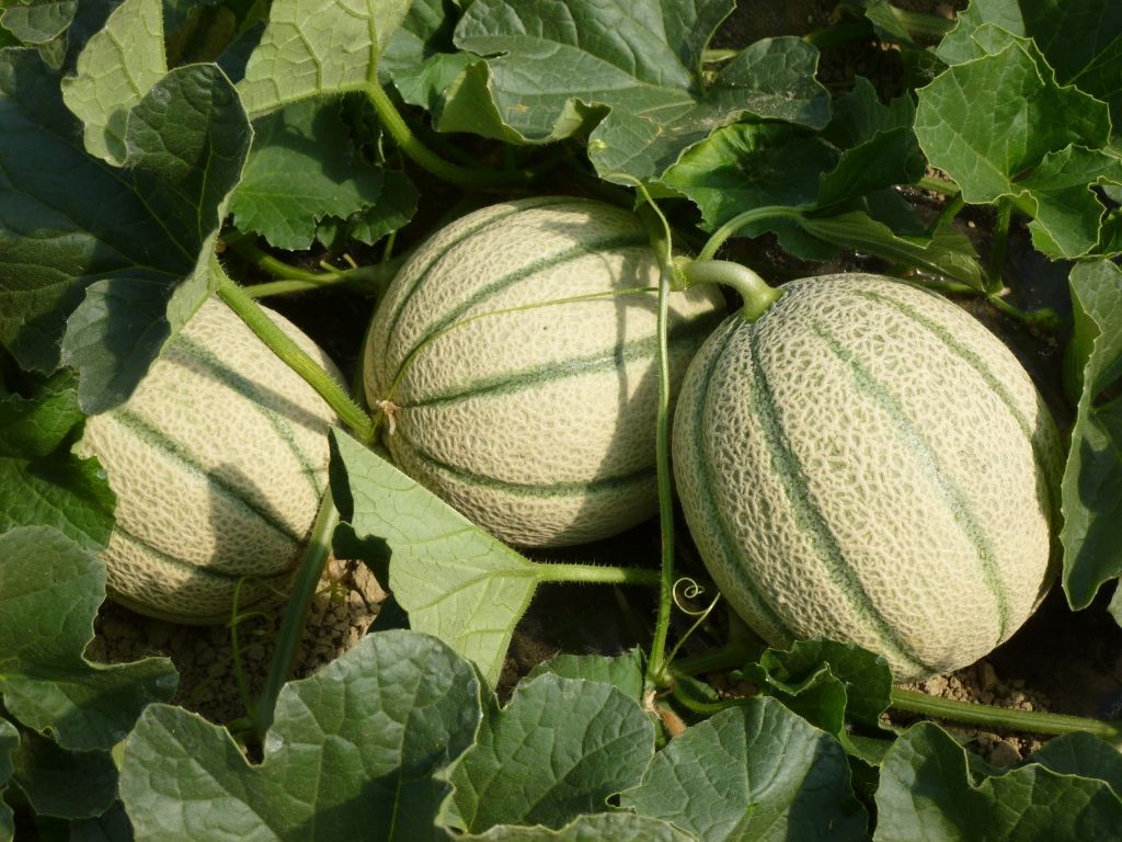 Melone francesino