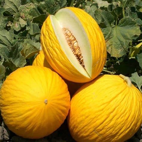 Melone gialletto