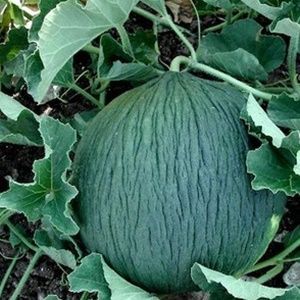 Melone tendral verde