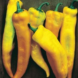 Peperone corno di toro giallo