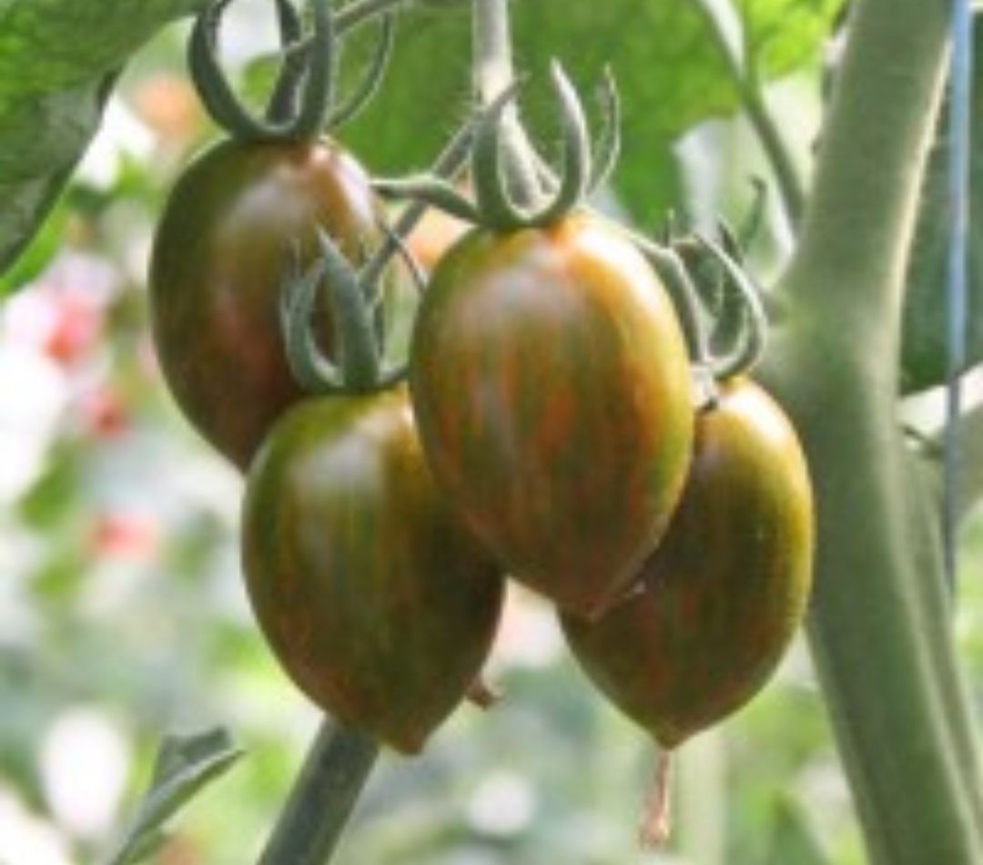 Pomodoro zebrato