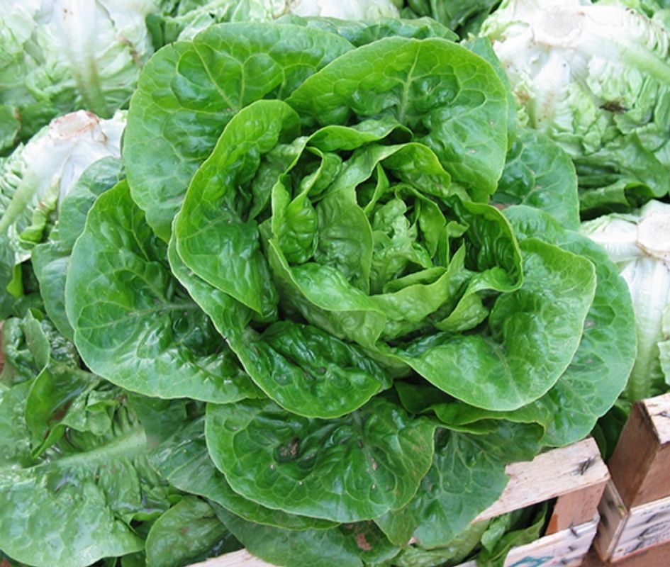 Romanella