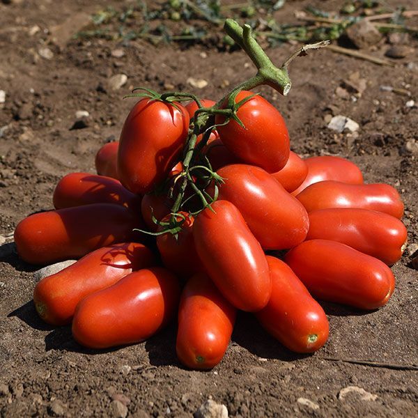 Salsa