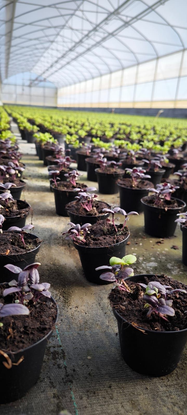 piante orticole, produzione e vendita